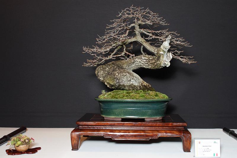 Bonsai, cay the, cay canh nghe thuat, cây cảnh nghệ thuật